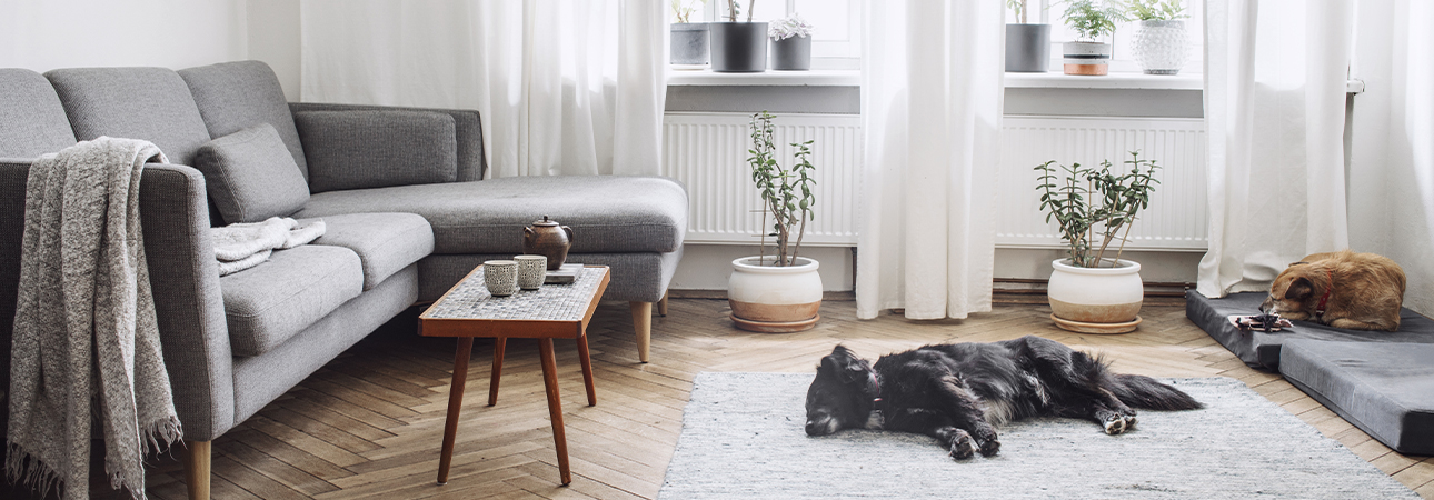 Dogs laying in apartment