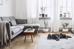 Dog resting on floor of bright apartment living room